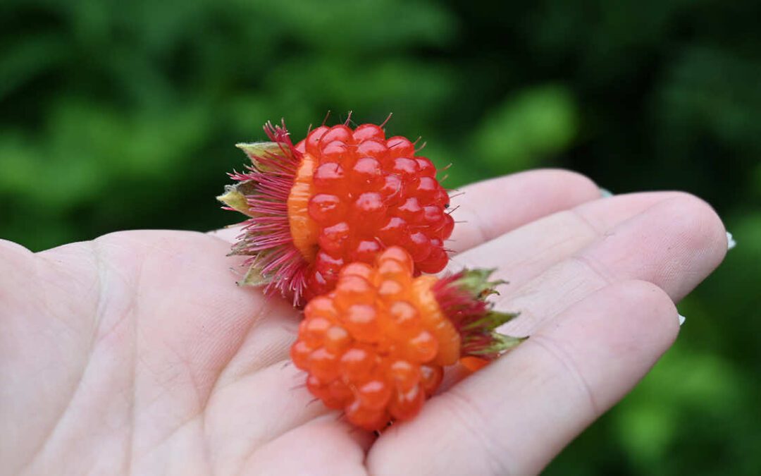 CRRC August 2020 Newsletter