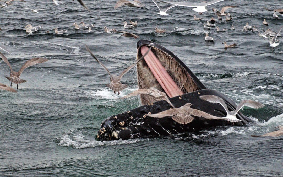 CRRC 2018 Q3 Newsletter