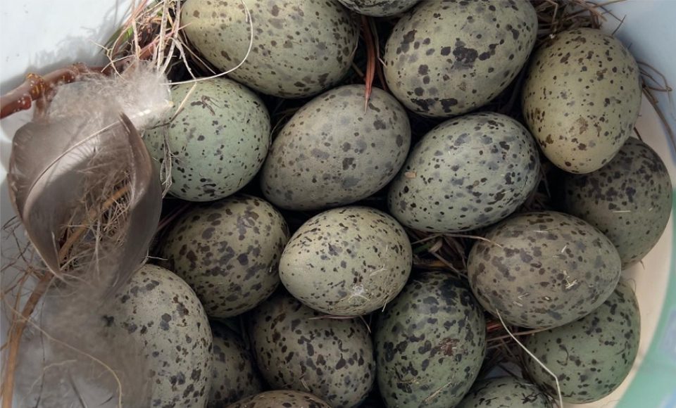 Quail Eggs - Alaska