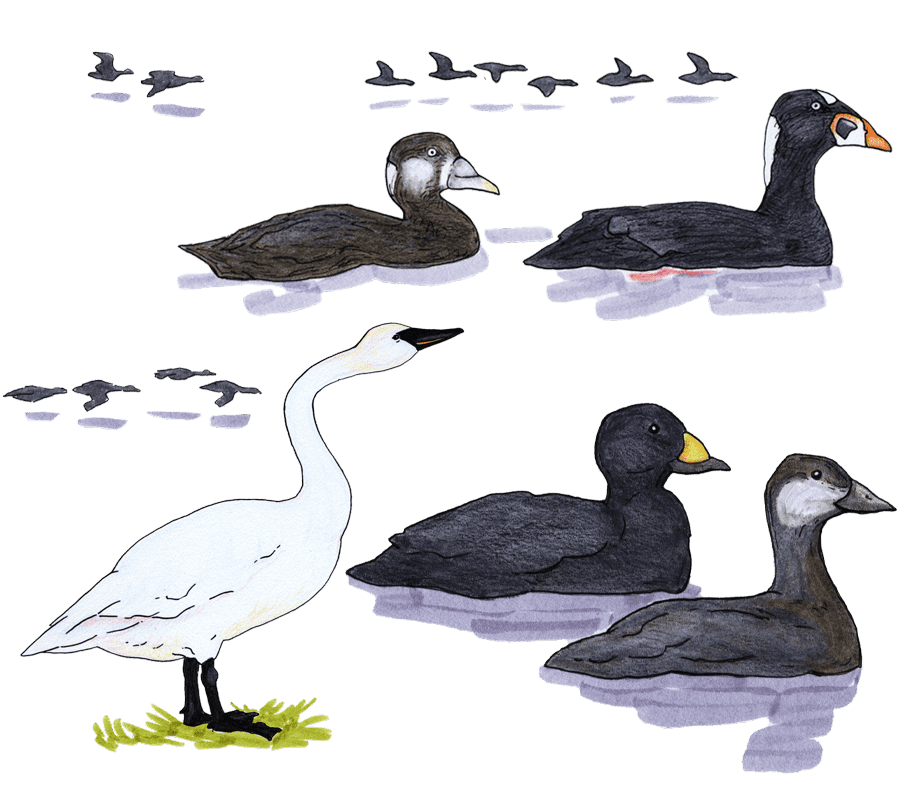 Alaska Migratory Birds - CRRC