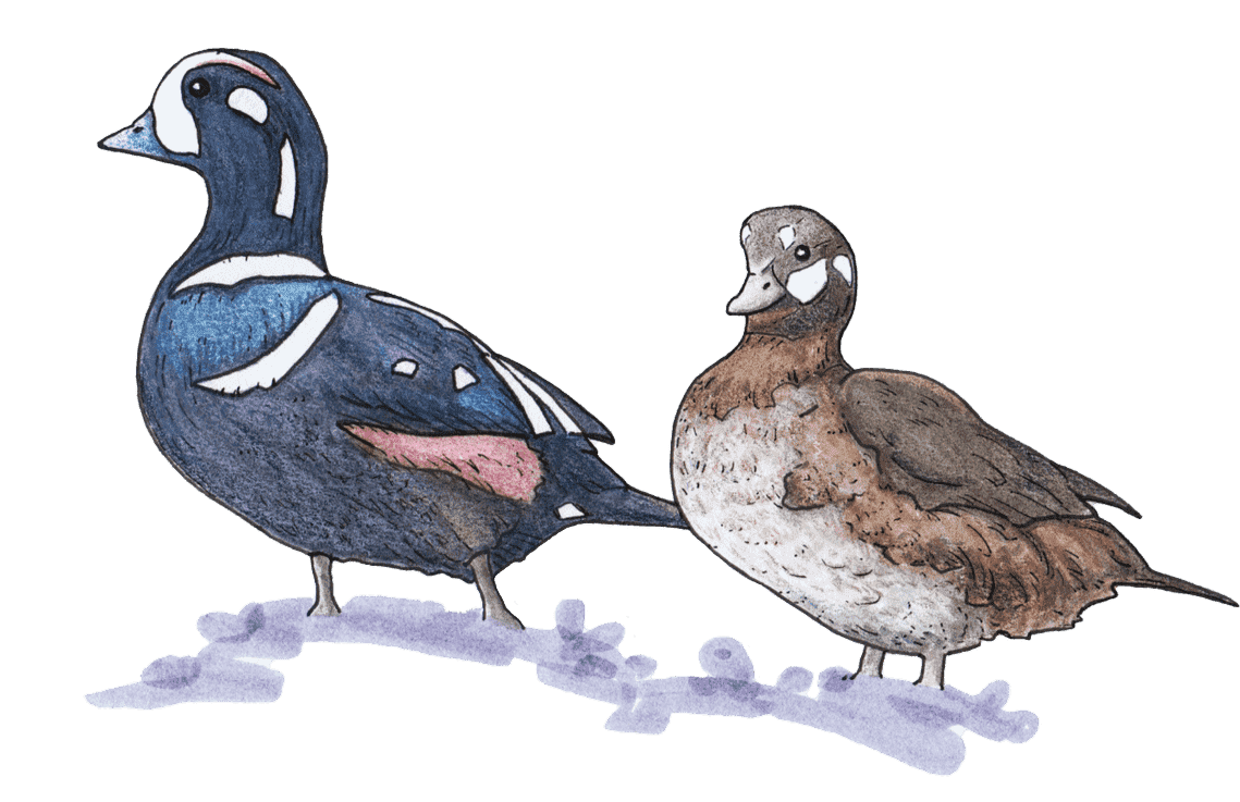 Alaska Migratory Birds - Harlequin Duck
