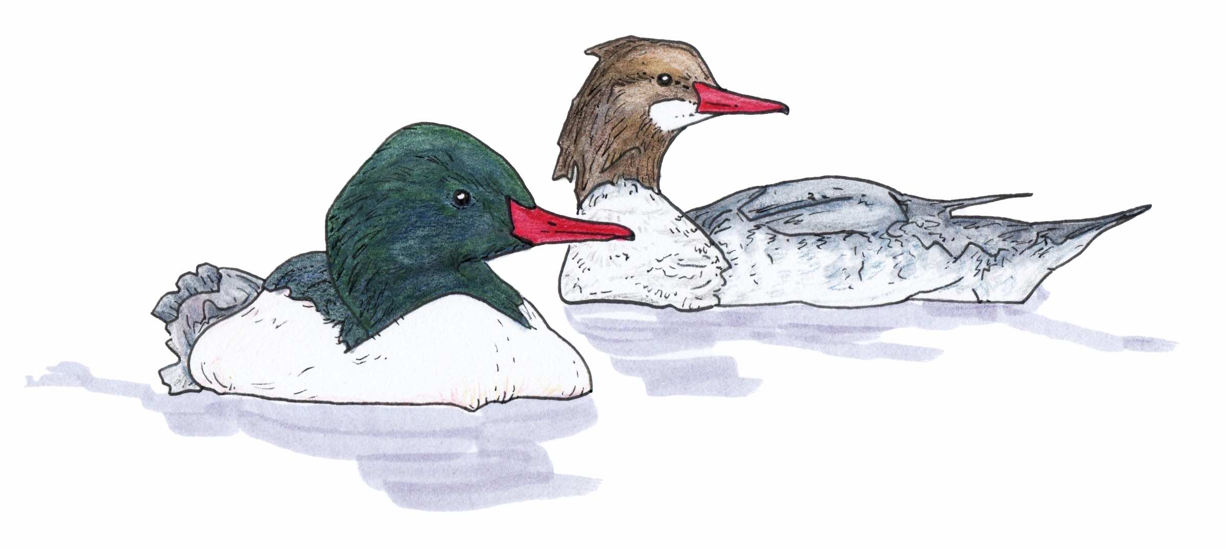Common Merganser