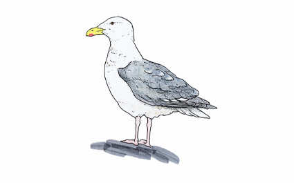 Glaucous-winged-Gull