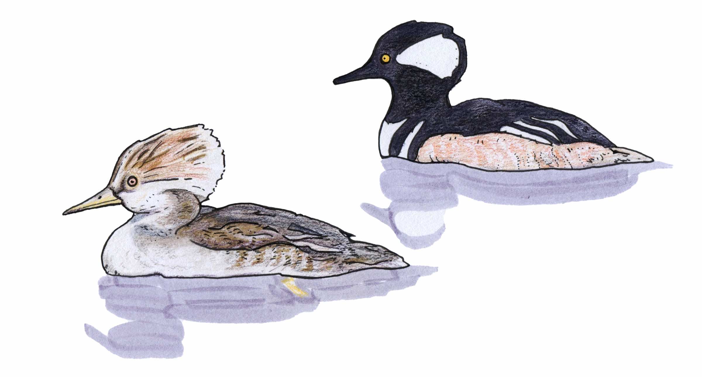 Hooded Merganser