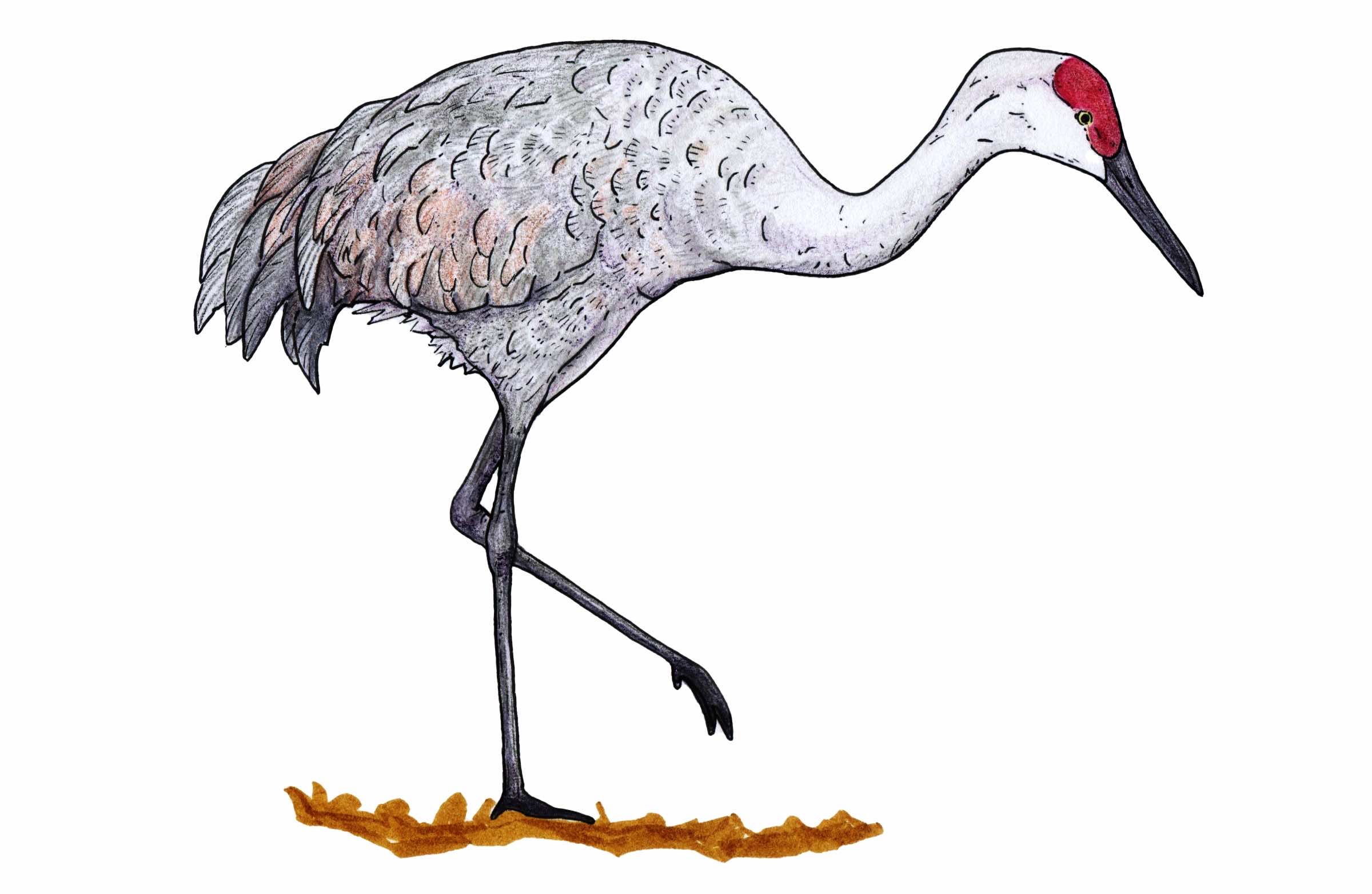 Sandhill Crane Chugach Regional Resources Commission CRRC 