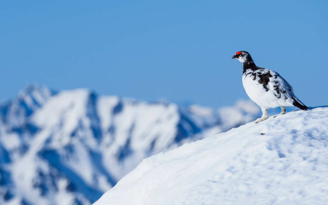 Tribal Fish and Wildlife Monthly Report • January 2026