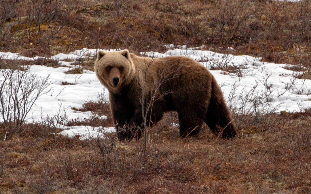 Tribal Fish and Wildlife Monthly Report • April 2026