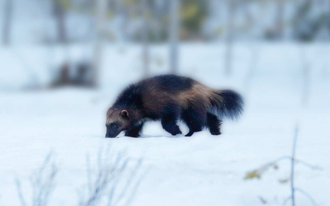 Tribal Fish and Wildlife Monthly Report • March 2026