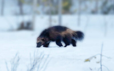 Tribal Fish and Wildlife Monthly Report • March 2026