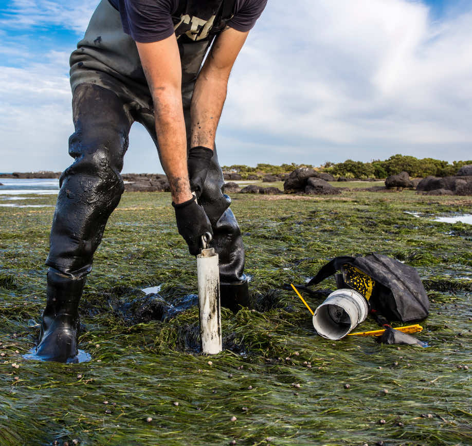 CRRC-alaska-Eelgrass-Monitoring