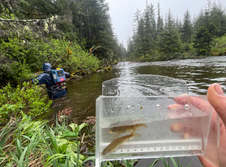 Freshwater-Fish-Inventory-CRRC - Chugach Regional Resources Commission 