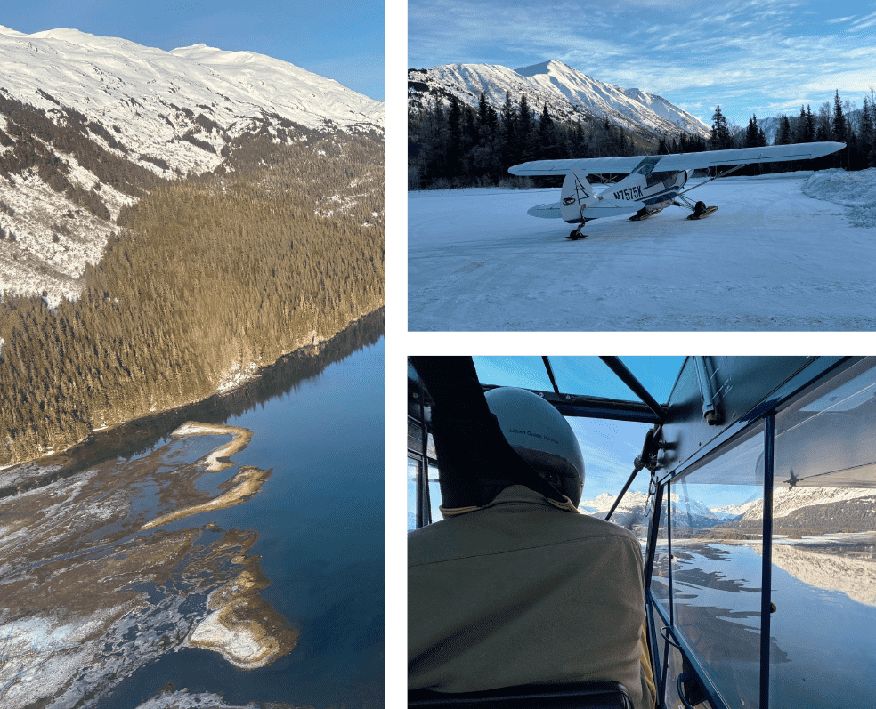 Kings-Bay-Moose-Project-Alaska
