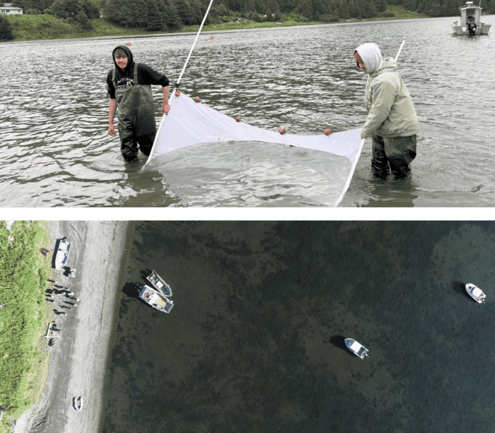 CRRC-alaska-Eelgrass-Monitoring