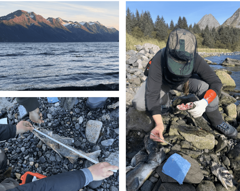 Freshwater-Fish-Inventory-CRRC - Chugach Regional Resources Commission 