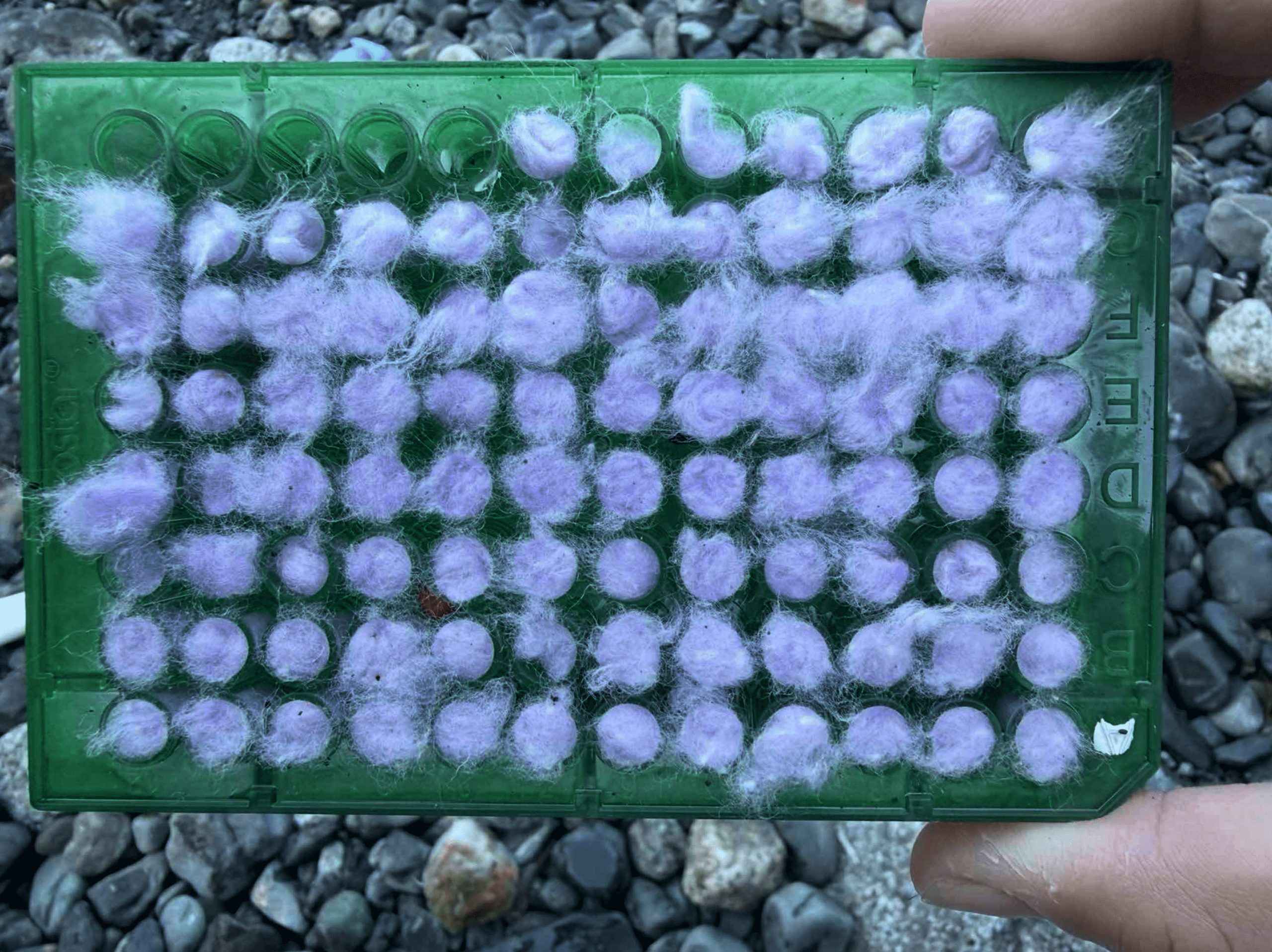 Understanding Hatchery Strays_ carcass survey otolith tray